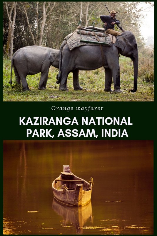 #Kaziranga #india #wildlife #rhino #onehornrhino