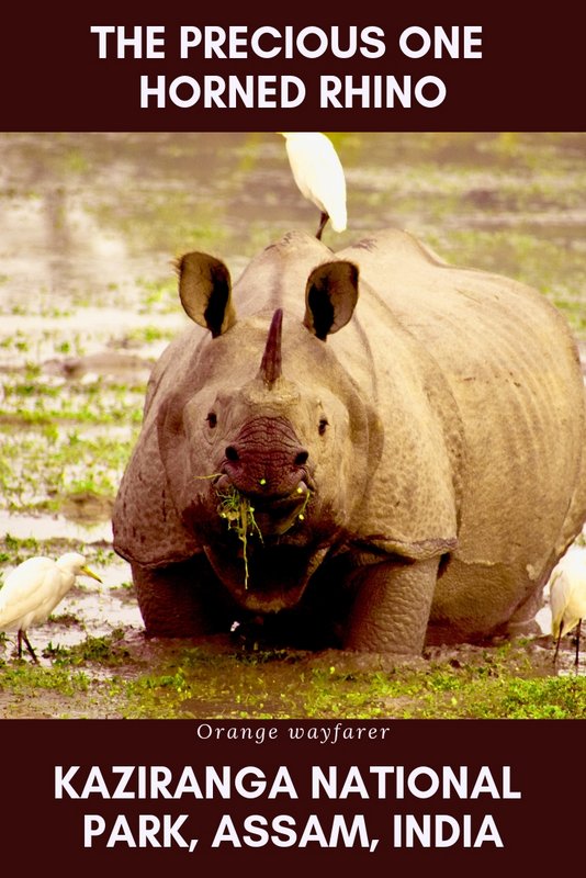 #Kaziranga #india #wildlife #rhino #onehornrhino