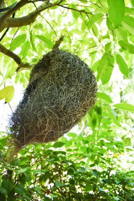 Birds Nest heritage Bagan Hotel