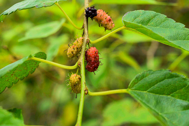 taj madikeri resort & spa, coorg madikeri, karnataka: nature walk