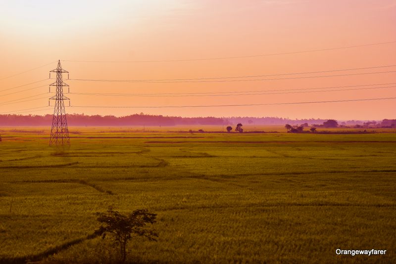 West Bengal Paddy fields electric poles