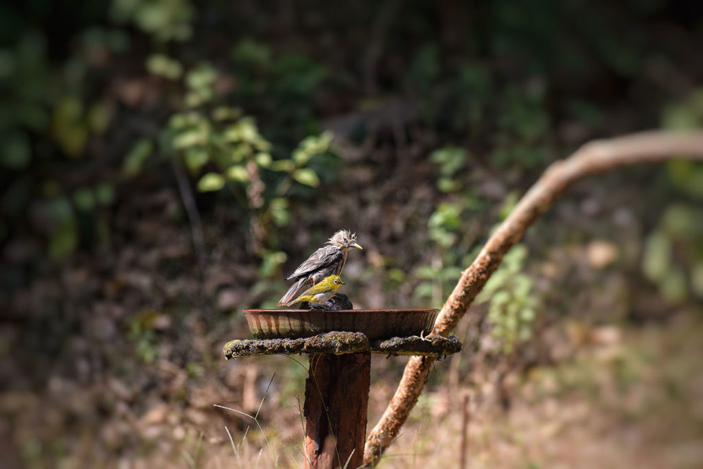 Birding at Dandeli