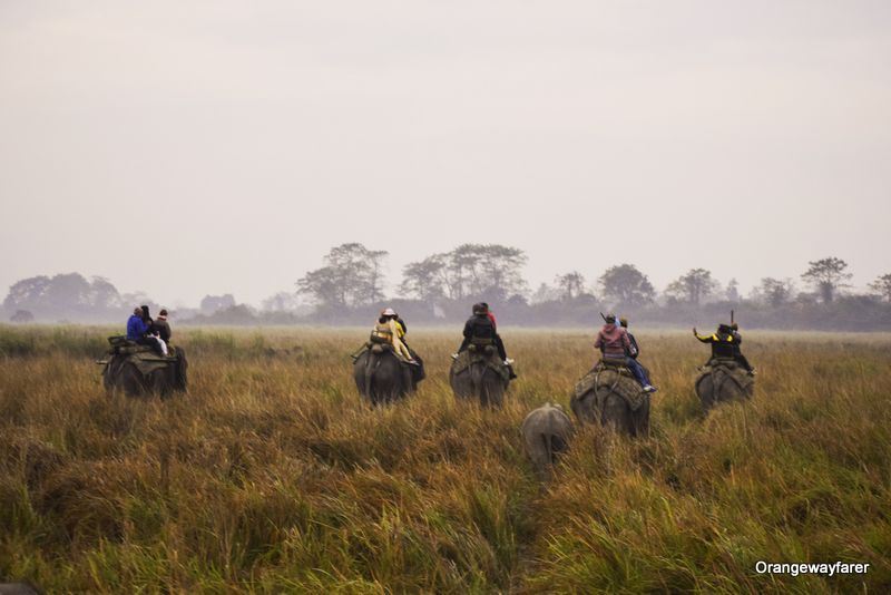 Morning Elephant Safari at Kaziranga