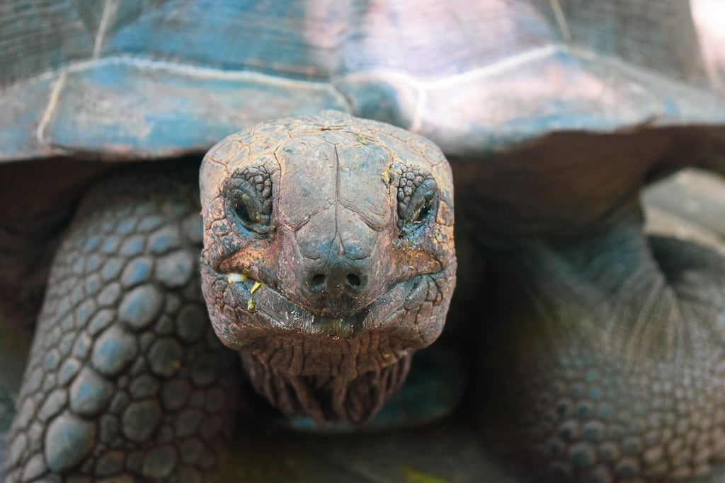 Giant Tortoise at prison island, zanzibar