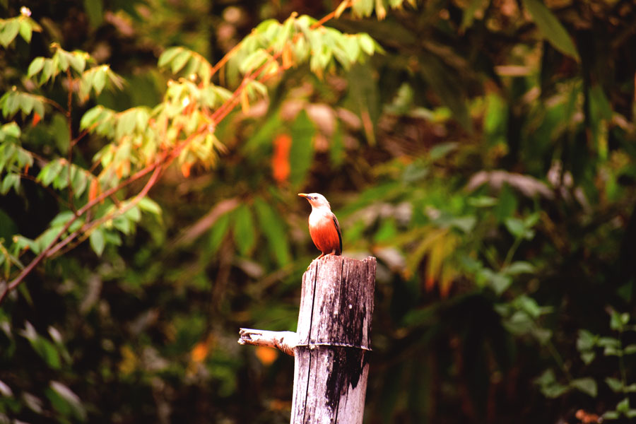 Birding at Dandeli