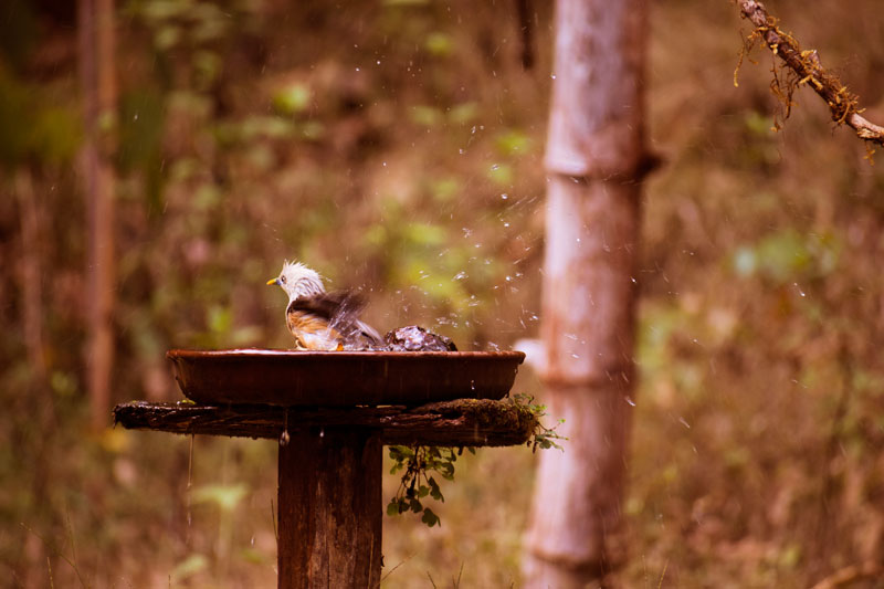 Birding at Dandeli