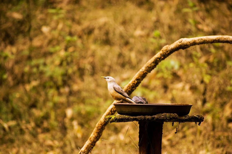 Birding at Dandeli