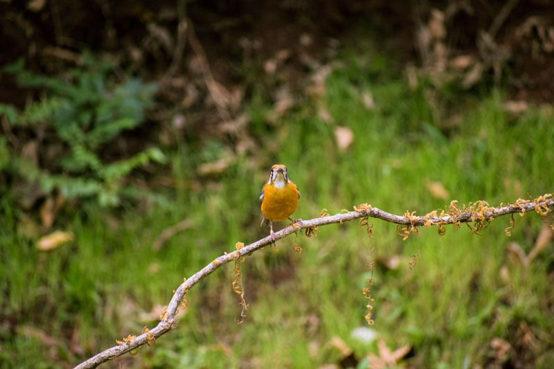 Birding at Dandeli