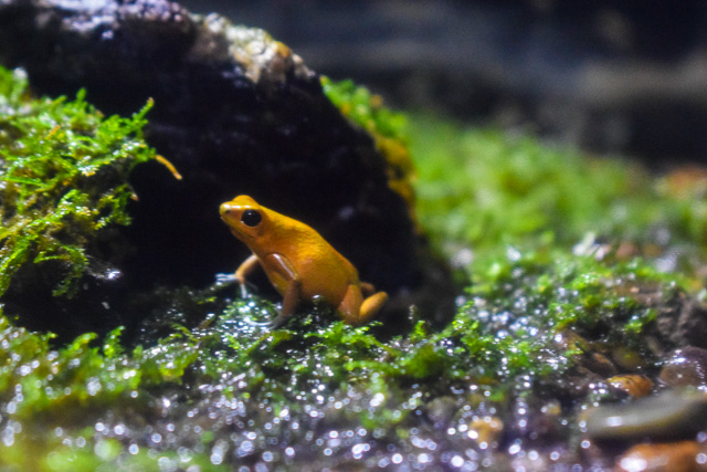 Golden Poison Frog Thailand