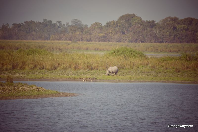 Kaziranga forest and a rhino