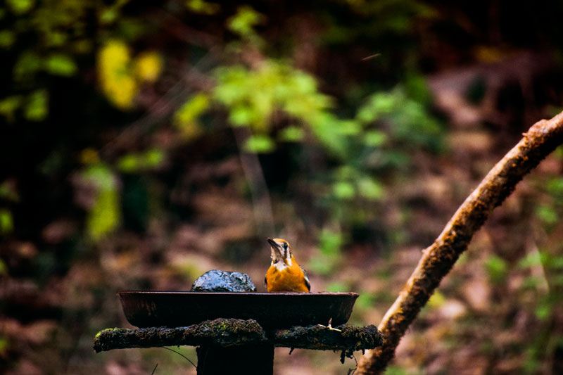 Birding at Dandeli