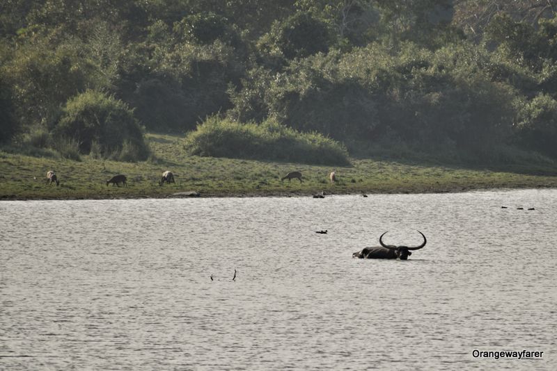 Kaziranga forest