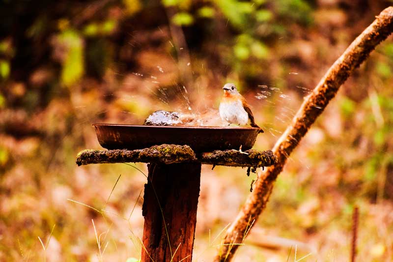 Birding at Dandeli