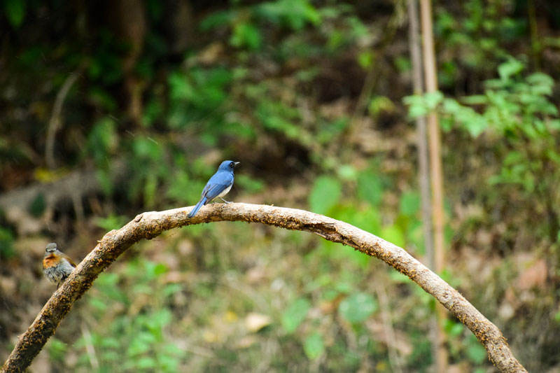 Birding at Dandeli