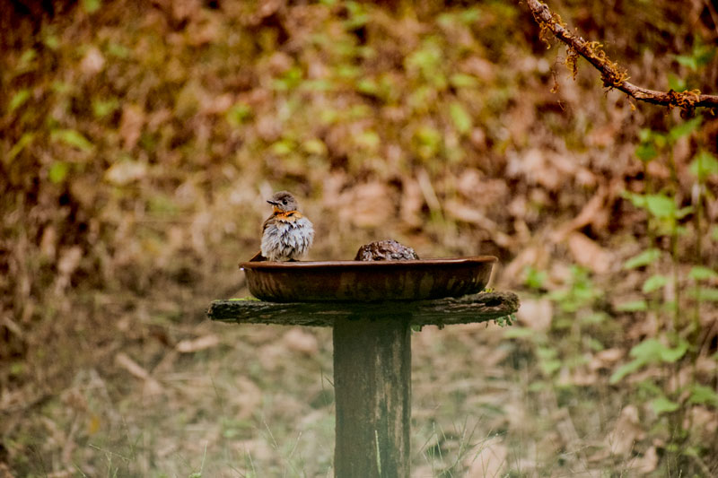 Birding at Dandeli