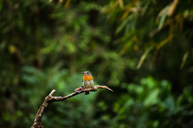 Birding at Dandeli