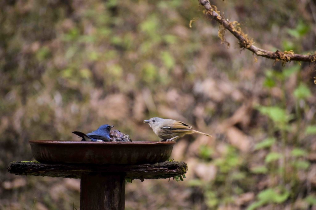 Birding at Dandeli