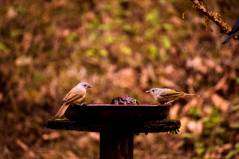 Birding at Dandeli