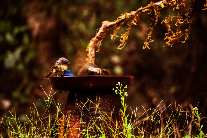 Birding at Dandeli