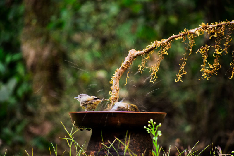 Birding at Dandeli