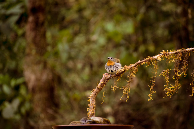 Birding at Dandeli Old magazine House. Also known as Ganeshgudi. 