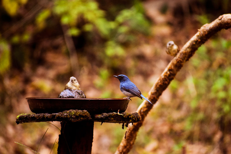 Birding at Dandeli