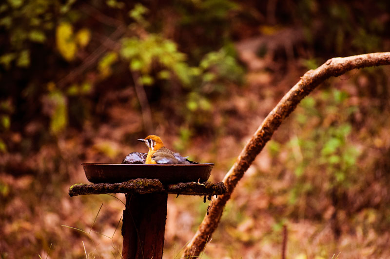 Birding at Dandeli