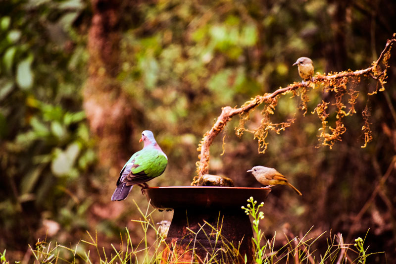 Birding at Dandeli