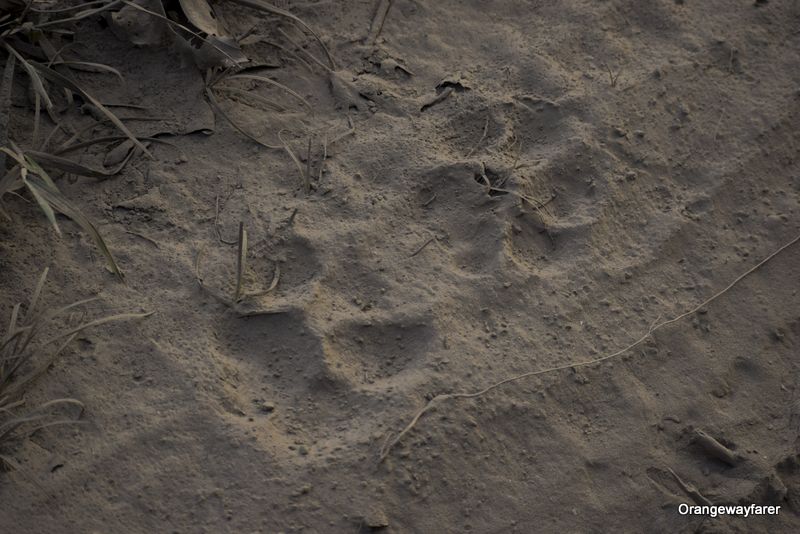 Tiger Paw at Kaziranga