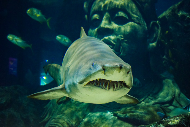 Sea Life SHarks in Bangkok, Thailand