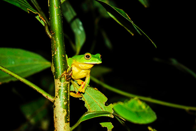 taj madikeri resort & spa, coorg madikeri, karnataka: Nature walk at the rainforest