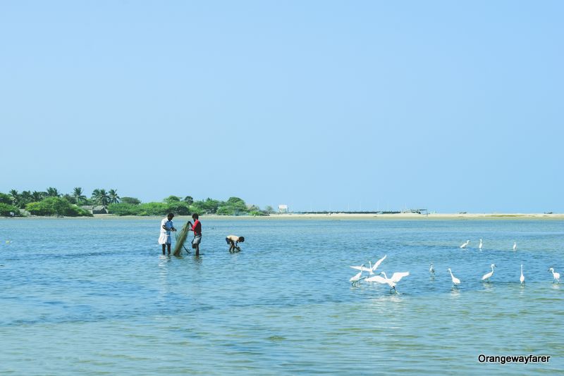 Dhanushkodi Backwaters: an offbeat guide to Dhanushkodi