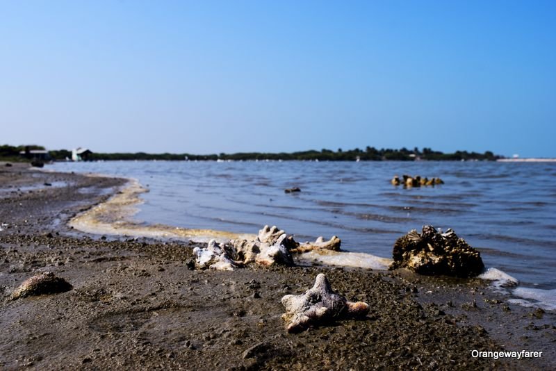 Dhanushkodi Backwaters