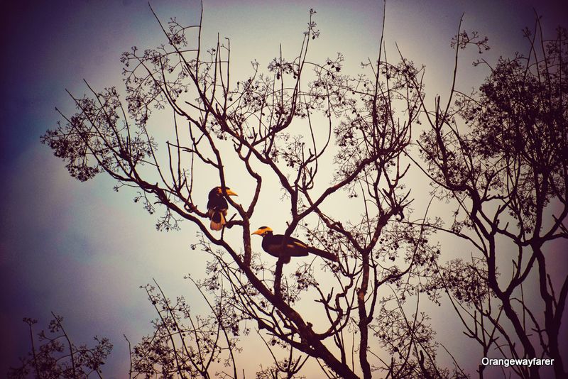 Hornbill sanctuary in India Dandeli