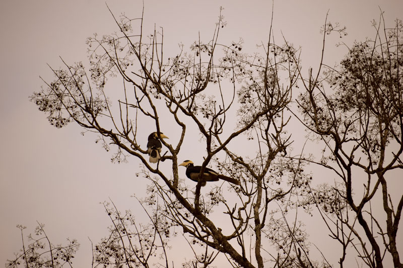 Birding at Dandeli. Hornbills at Dandeli.