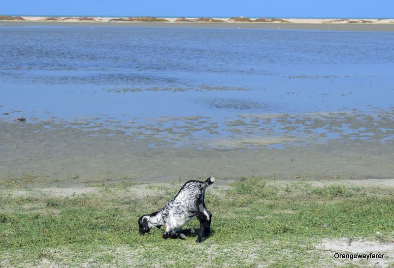 Goats of Tamilnadu: Dhanushkodi, how to visit from rameswaram