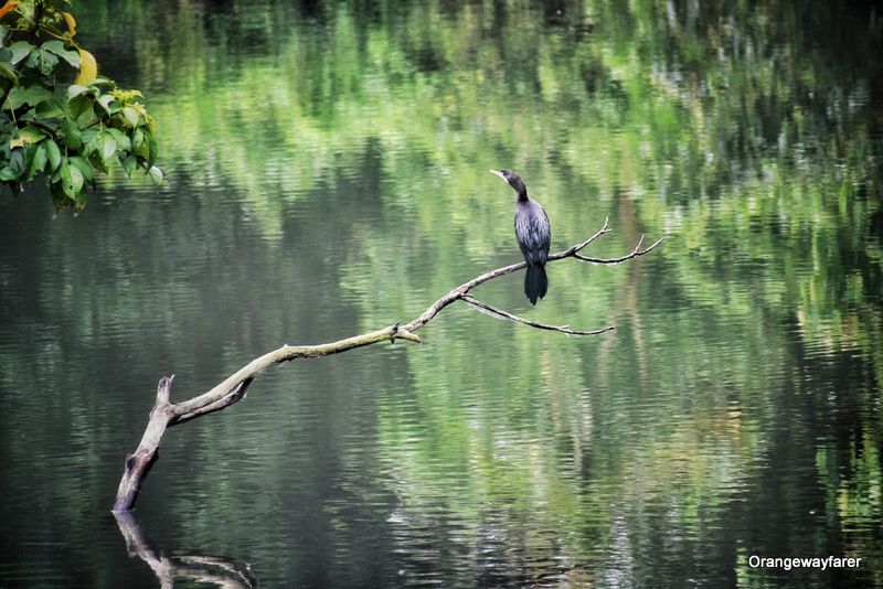 Manas national park