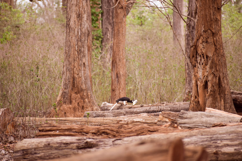 Hornbill of Dandeli