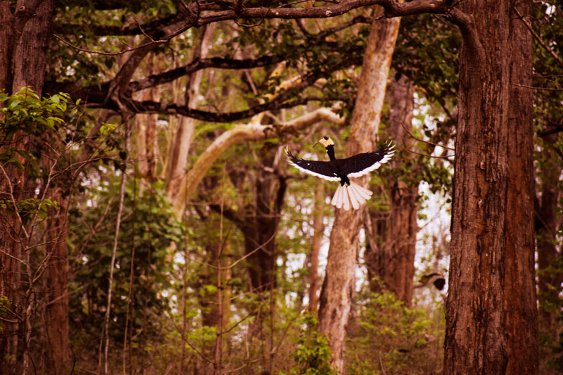 Hornbills at Dandeli. Flying hornbill. Hornbill plight. birding in India. Hornbills in India.
