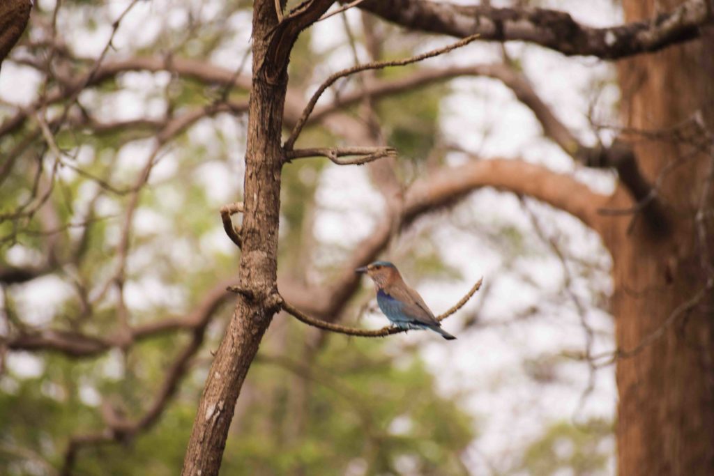 Dandeli is a wildlife sanctuary in North Karnataka, famed for wildlife, endangered hornbills and various species of birds. Nilkantha, the state bird of Karnataka