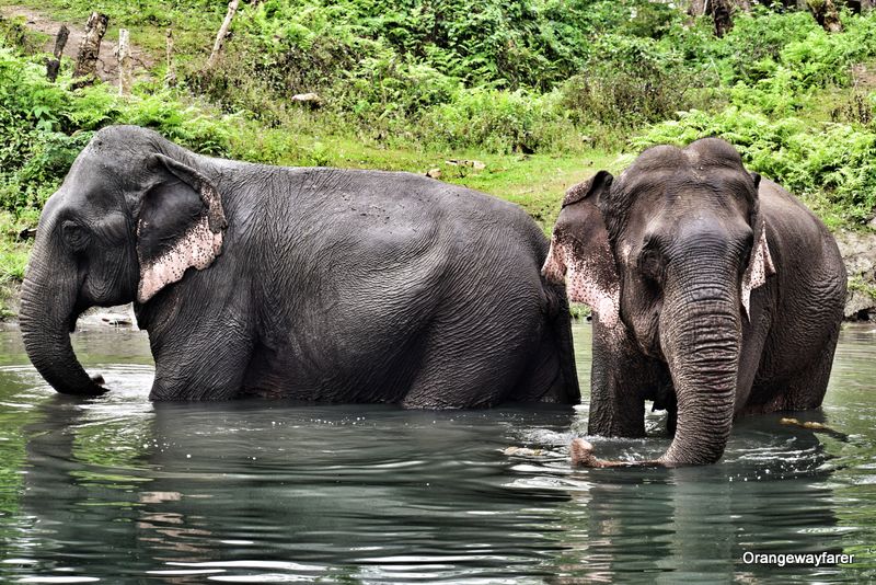 Manas national park