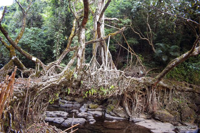 Root Bridges Meghalaya: Visiting the mawlynnong village as day trip from Shillong