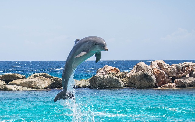 Dolphin watching in Goa