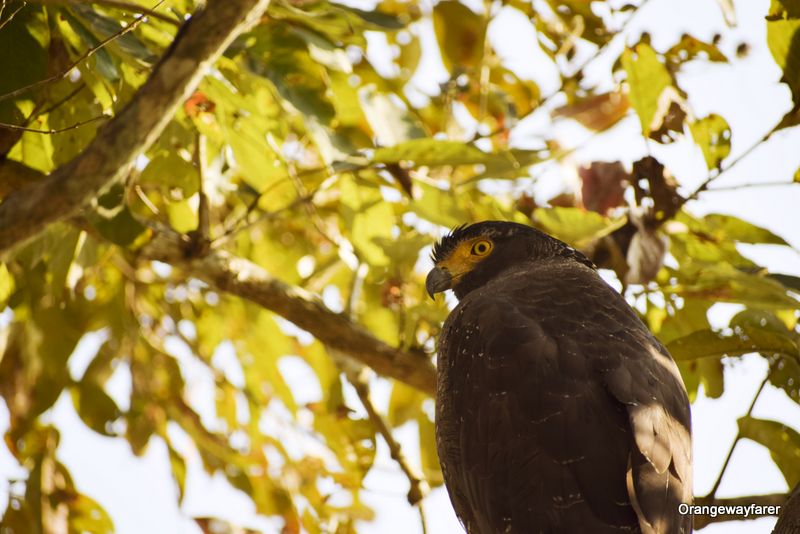 eagle Kaziranga Birding