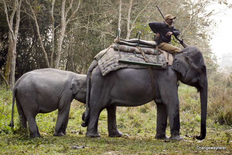 Elephant Safari at Kaziranga Central Range