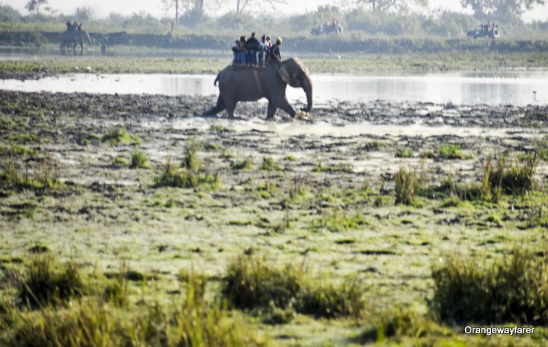 Elephant ride at kaziranga