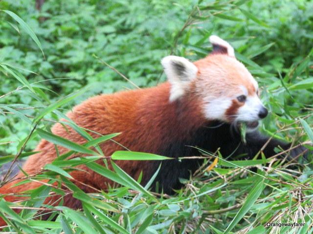 Red Panda, Darjeeling