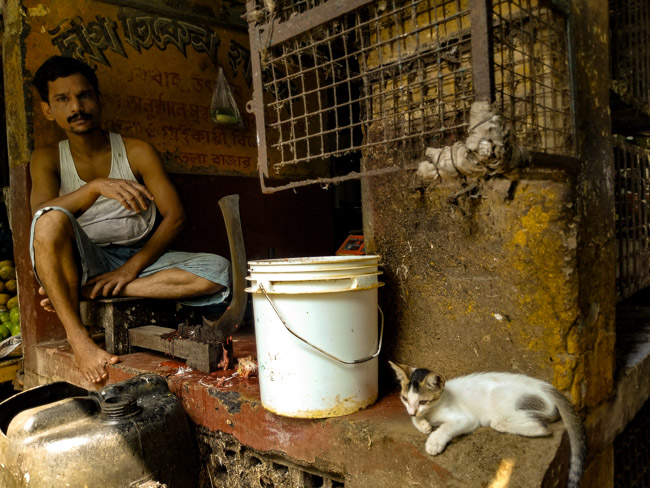 famous fish market in kolkata: cats in Kolkaat fish market