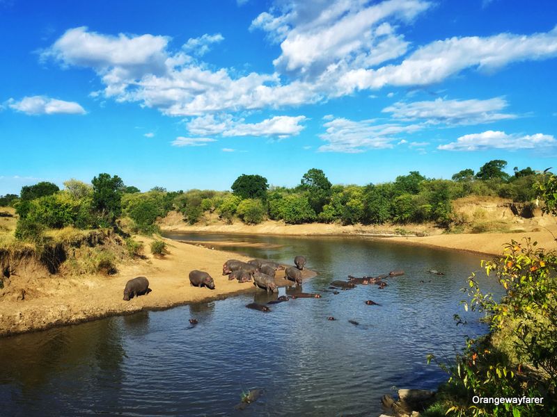 Mara river, Masai mara