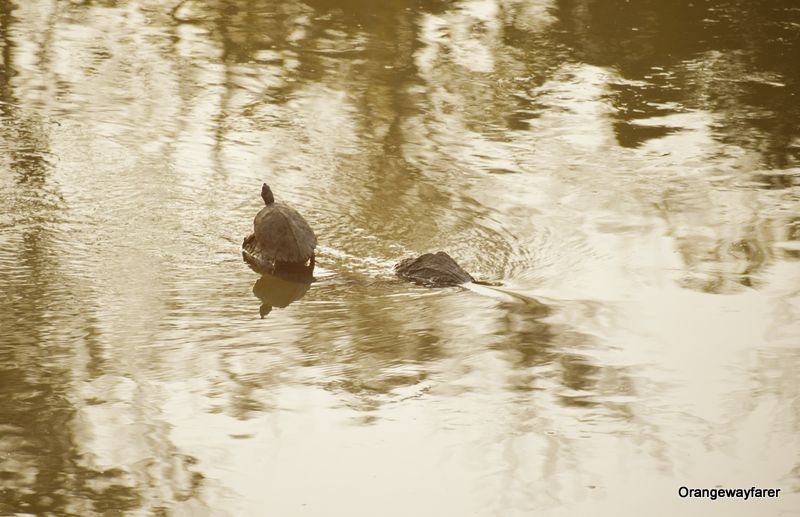 Indian tent turtle